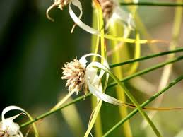 Image result for Rhynchospora brevirostris