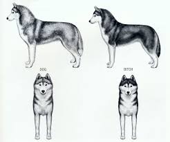 Maybe you would like to learn more about one of these? The Standard For Siberian Huskies Siberian Huskies Of Kahnawake
