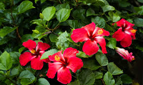 Image result for Hibiscus calyphyllus