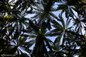 Experience a unique getaway with one of the best borneo tour operator in malaysia. Indonesia S Salim Group Linked To Secret Palm Oil Concessions In West Papua