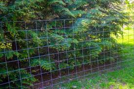 Note that high voltage means a voltage above 1000v a.c. My Cattle Panel Trellis Kevin Lee Jacobs