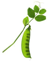 Image result for Pisum