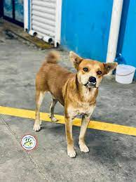 Perro Amarillo Veterinaria Facebook