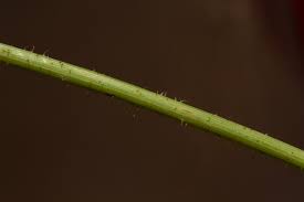 Image result for Sonchus bipontini