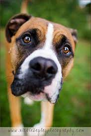 9 Best Tips To Shoot From The Hip Dog Photography Animal Photography Photography Tutorials