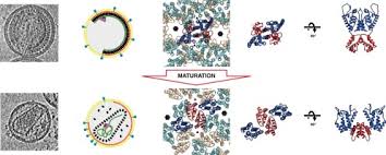 Logo is displayed at the company's factory in asan, south korea, on tuesday, jan. Retrovirus Maturation An Extraordinary Structural Transformation Sciencedirect