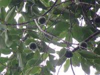 Image result for Shirakiopsis