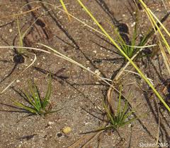 Image result for Isoetaceae