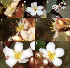 Maybe you would like to learn more about one of these? Constant Flower Damage Caused By A Common Stingless Bee Puts Survival Of A Threatened Buzz Pollinated Species At Risk Springerlink