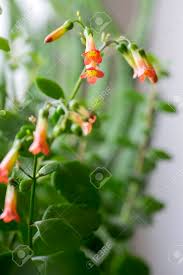 They are perfect low maintenance vining plants that are great for hanging baskets or trailing from a window sill, mantle, desktop, or countertop. Kalanchoe Prebella In Bloom Succulent Flowering Plant With Flowers Stock Photo Picture And Royalty Free Image Image 99449238