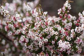 Chamelaucium Ciliatum By Van In La Via Flickr Flower Farm Spring Flowers Flowers