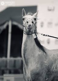 ماتخي رت حب الخيل ورث الجدود حي ورث يرد النفس لجدودهـا Flickr