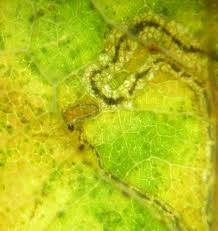 Image result for Stigmella roborella