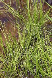 Image result for Eleocharis complanata