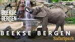 Safari Park Beekse Bergen 2025 🦁🐘🦒 - YouTube