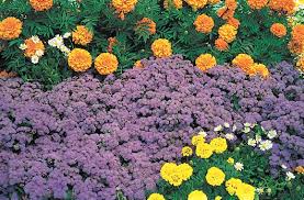 Image result for Ageratum