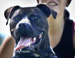 The pitbull platinum is a complete kit with several features that make it the ultimate travel companion, or a luxury home shave experience. Pit Bulls No Longer Deemed Vicious By Ohio Law That Takes Effect Tuesday Poll Cleveland Com
