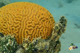 Corail Cerveau Snorkeling Martinique Caraibes