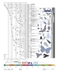 In Images The Insect Family Tree Phylogenetic Tree Family Tree Tree Map