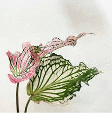 Krause's luger pistol, manufactured 1900 (see narrative 42, baisers de vierge): Design Interior Trends On Instagram Just Lovely In Shape Pattern Colour Caladium Leaves Dreamy A Pure Natural Pop Of Colour Next To The Creamy In 2020