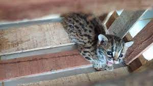 Ada sebagian orang yang mengatakan bahwa mereka bermimpi seekor kucing masuk ke dalam rumah dimana kucing itu adalah kucing liar, baik itu kucing hutan, harimau dan lain sebagainya. Warga Serahkan Anak Kucing Hutan Ke Bksda Resor Solok Tribunnews Com Mobile