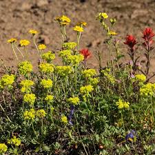 Image result for Smithia erubescens