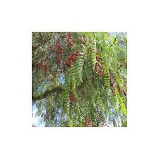 Image result for Schinus molle