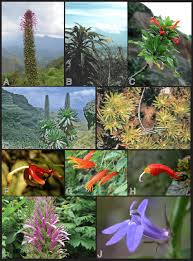 Image result for Campanulaceae