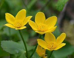 We did not find results for: Marsh Marigold Caltha Palustris Jungledragon