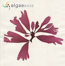 Image result for Merremia palmata