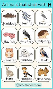 211 Animals That Begin with H in English