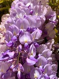 Glicine fiore il glicine o wisteria è una pianta rampicante originaria della cina usata soprattutto per ornare muri, recinzioni, giard visita : Glicine Profumo E Dolcezza In Cucina Natura In Mente Calliopea