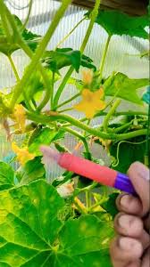 Image result for how to self pollinate cucumbers