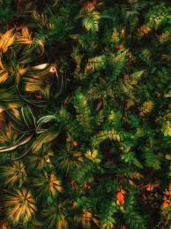 Perfect for musicals, recitals & events. Wallpaper Sean Forest Green Aesthetic Green Terrestrial Plant Larch Evergreen Background Download Free Image