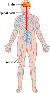 It consists of all the fibers within cranial and spinal nerves that enable us to perform voluntary body movements (efferent nerves) and feel sensation from the skin, muscles and joints (afferent nerves). Advanced Digital Networks Look A Lot Like The Human Nervous System