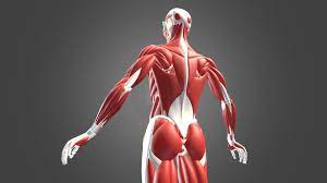 He depicted the shoulder stripped down in stages, and the hand built up layer by layer. Human Bones And Muscles 3d Model By Wanoco4d Kosei4d20182 8563620