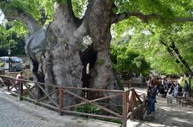 Hatay In Unlu Musa Agaci Merak Edenler Icin Efsanesi Ve Resimleri Agac Resim Sehir