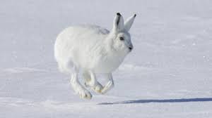 The heart of an arctic hare beats twice as fast as a common hare. Animals White Rabbit Snow Arctic Hare Hd 2011505 Hd Wallpaper Backgrounds Download