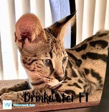Drinkwater f1 savannah cats offers happy and healthy f1 savannah kittens for sale. F1 Savannah Kittens For Sale By Breeder At Drinkwater F1 Savannah Cats