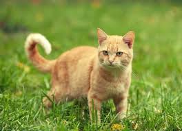 Skin cancer is one of the most common types of cancer. Skin Cancer Squamous Cell Carcinoma In Cats Petmd
