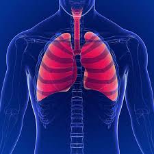 It is related to the costal pleura, which separates it from the ribs, their costal cartilages, and the innermost intercostal muscles. Rib Cage Lungs Stock Photos And Images 123rf
