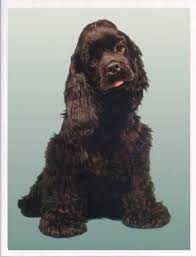 Brown American Cocker Spaniel Black And White Chocolate Brown Cocker Spaniel Cocker Spaniel Puppies Cocker Spaniel Dog Spaniel Puppies