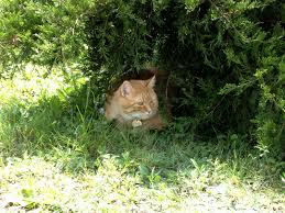 Chucky In The Bush Pets Animals Cats