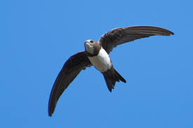 Результат пошуку зображень за запитом "стриж"