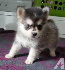 Baby Black And White Pomsky Pomsky Puppies Only 10 12 Lbs Full Grown Pomsky Puppies Puppies Pets