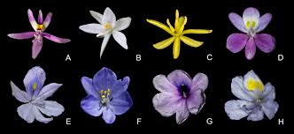 Image result for Pontederiaceae