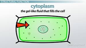 They are eukaryotic cells, meaning that they have a true nucleus and specialized structures called organelles that carry out different molecular biology of the cell. What Does The Cell Membrane Do In A Plant Cell Video Lesson Transcript Study Com