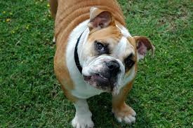 Expect your bulldog pup to be around for the next 8 to 10 years. The Lifespan Of A Bulldog And How To Ensure Your Dog Reaches Its Maximum Age Bulldogguide Com