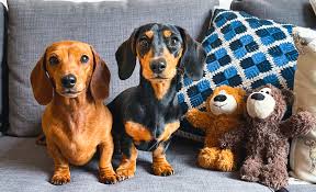 Focus on just a single accent: Dachshund Breed Guide Hypoallergenic Dog Food Dry Cat Food Scrumbles