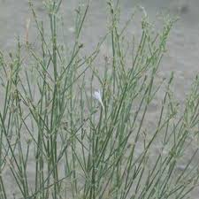 Image result for Ixora kalehensis